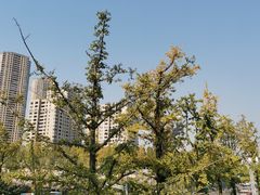 -重庆市江北嘴中央商务区中央公园