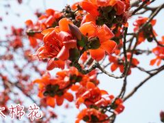 -云溪植物园