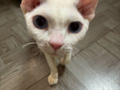-猫大福·Fortune Cat猫舍(百子湾店)