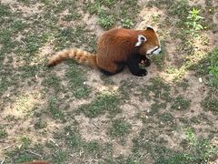 -石家庄市动物园