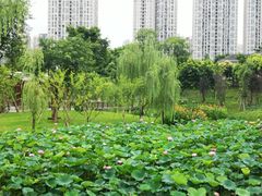 -沐仙湖湿地公园
