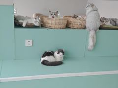 -怪兽屋·羊驼·猫咖·狗咖(俊华广场店)