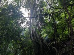 -西双版纳原始森林公园