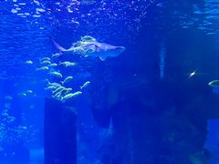 -石家庄海洋公园