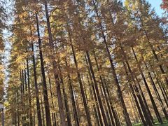 -黄海国家森林公园