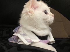 -袖虎·猫馆(体育西路店)