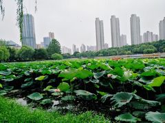 -后襄河公园