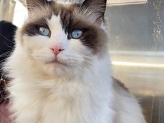 -猫小院猫主题餐厅(南锣旗舰店)