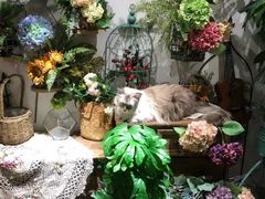-共舞时光猫咖·狗咖(新街口店)