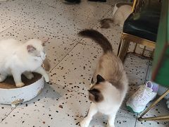 -喵喵咪呀布偶猫咖(春熙路店)