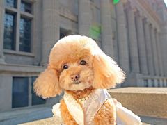 -超宠爱宠物摄影-Super pet