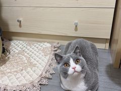 -猫大福·Fortune Cat猫舍(百子湾店)