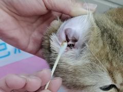 -北京观赏动物医院·24小时大型综合·猫专科·异宠专科
