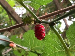 -艾提尕尔清真寺