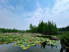 -白鹭湾湿地公园
