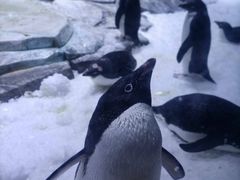 -上海海昌海洋公园