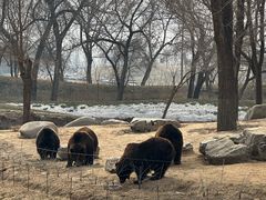 -北京野生动物园