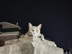 -猫岛主趣味餐厅(鼓浪屿店)
