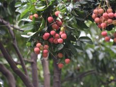 -荔湾湖公园