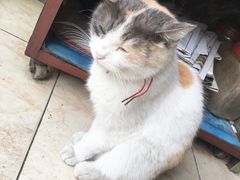 -毛姨鸡爪