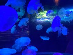 -太平洋海底世界