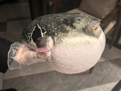 -鲐赏河豚(长寿店)