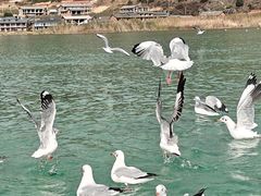 -泸沽湖国家级风景名胜区走婚桥