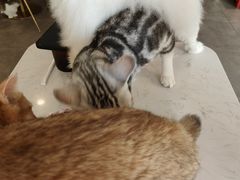 -飞行喵MR PILOT|猫舍·猫咖(静安大融城店)