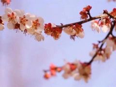 -武汉大学-樱园