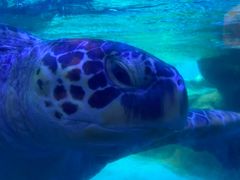 -海合安成都极地海洋公园