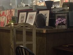 -共舞时光猫咖·狗咖(新街口店)