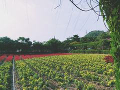 -丹樱生态园