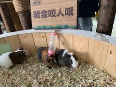 -海合安武汉极地海洋公园