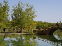 -金塔沙漠胡杨林景区