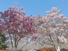 -合肥滨湖国家森林公园