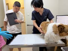 -爱妮康宠物医院·干细胞免疫细胞·肿瘤·心脏(张江店)