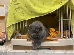 -宠爱国际动物医院· 猫科· 外科·中兽医(长白店)