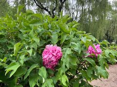-石家庄市植物园