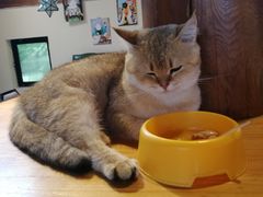 -猫小院猫主题餐厅(南锣旗舰店)