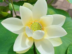 -莲花池公园