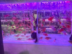 -花鸟鱼虫鲜花绿植市场(玉泉路店)