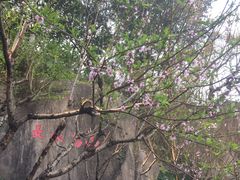 -乌山风景区