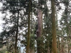 -天目山大树王景区