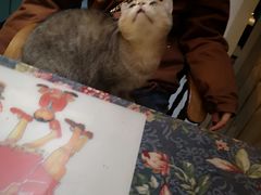 -猫色咖啡·猫咖