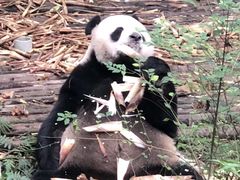 景点-成都大熊猫繁育研究基地