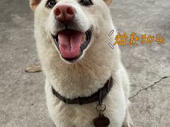 -柴犬高等学院·狗咖·柴犬售卖·宠物训练