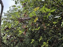 -广州白江湖森林公园