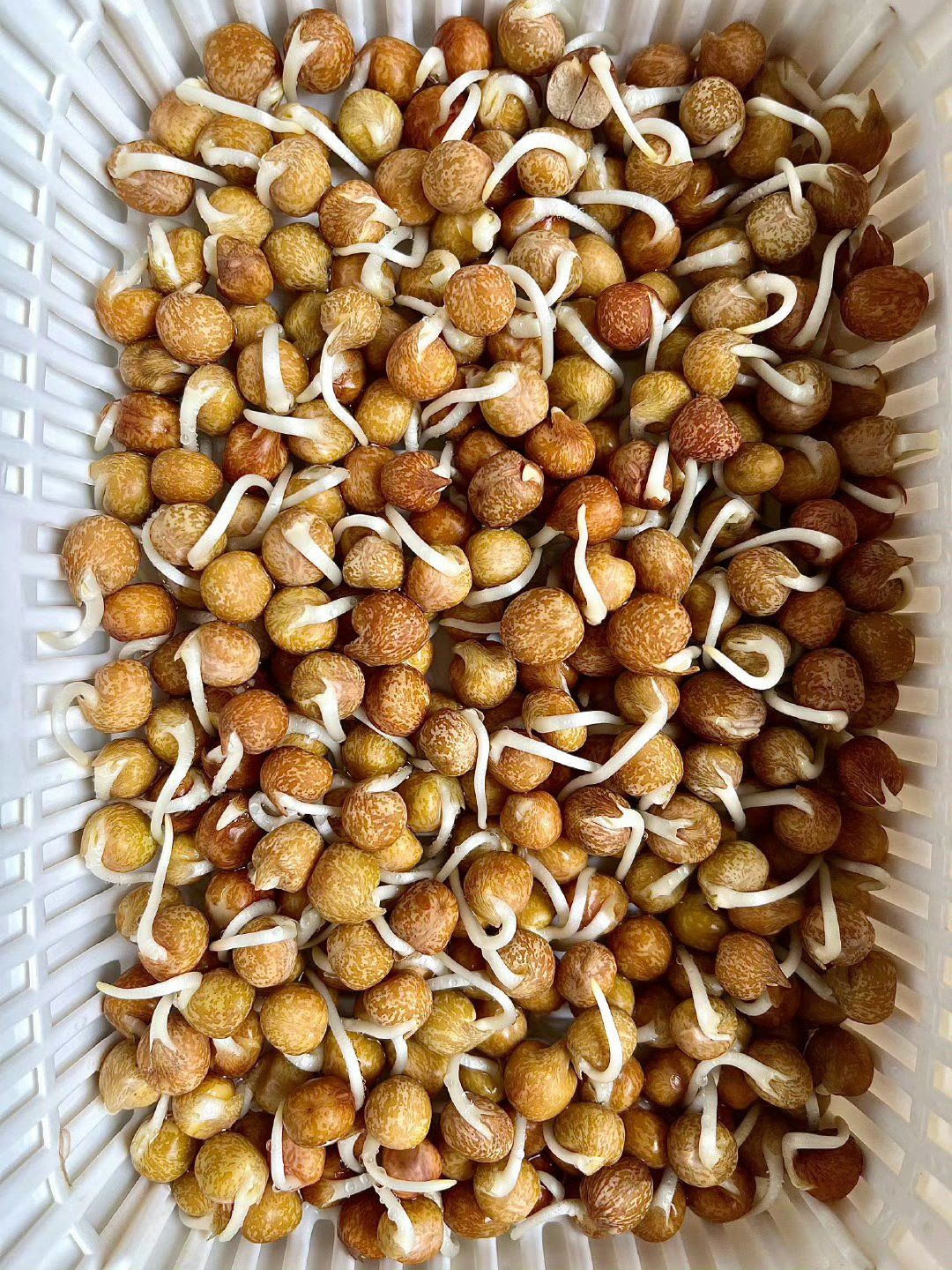 除了苜蓿芽,麻豌豆也是不错的芽苗菜选择!