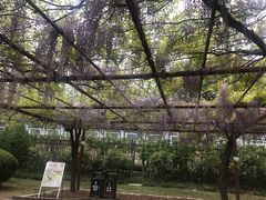 -嘉定紫藤园