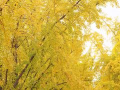 -三里屯东五街银杏大道